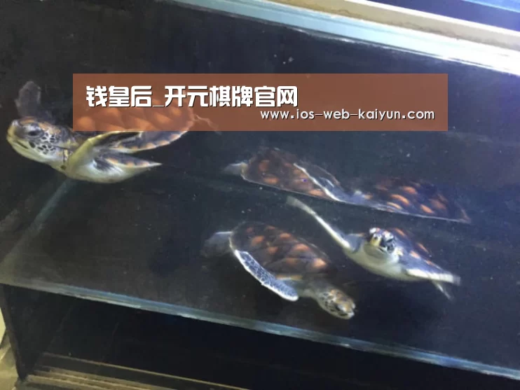 钱皇后_开元棋牌官网(图1) 开云体育下载